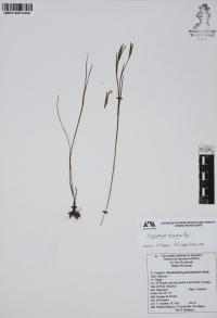 Sisyrinchium tolucense image
